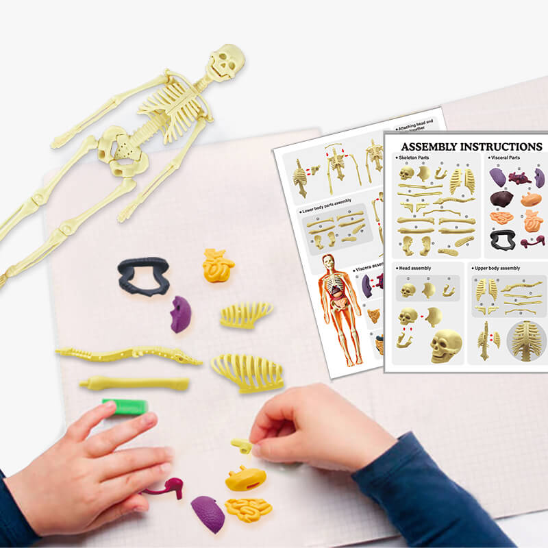 Diy Interactive Human Anatomy Model Science Kit 3d Interactive Human Diy Interactive Human Anatomy Model Science Kit 3d Interactive Human