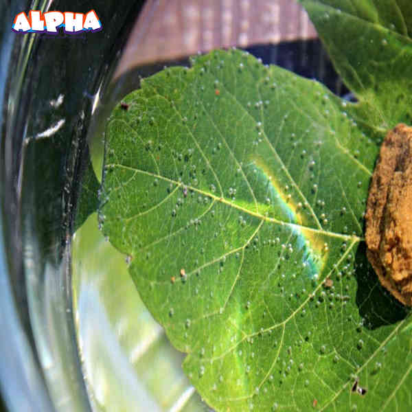 Alpha science classroom：how does a leaf breathe