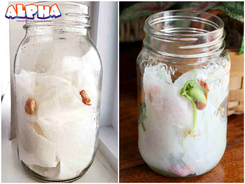 Alpha science classroom： Effects of greywater on plant growth - Alpha ...