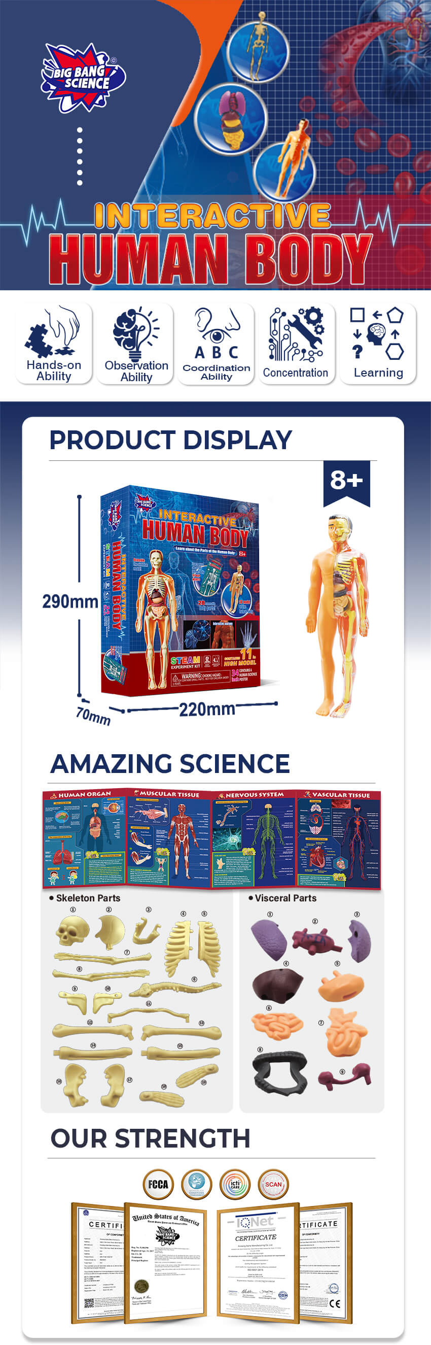 DIY Interactive Human Anatomy Model Science Kit3d interactive human anatomyhuman skeleton 3d